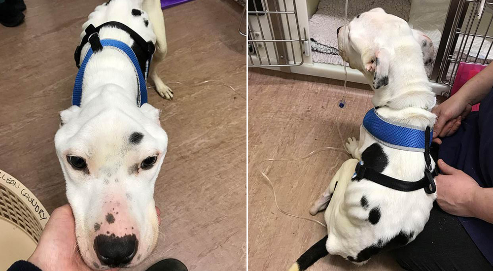 Abandonado para que pereciera de hambre, un perro logra sobrevivir comiendo vidrios y baterías