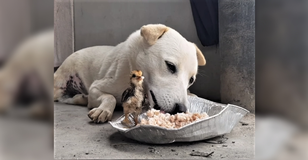 Un hambriento perrito es invadido por un pollito y decide que ambos pueden comer del mismo plato Un hambriento perrito es invadido por un pollito y decide que ambos pueden comer del mismo plato