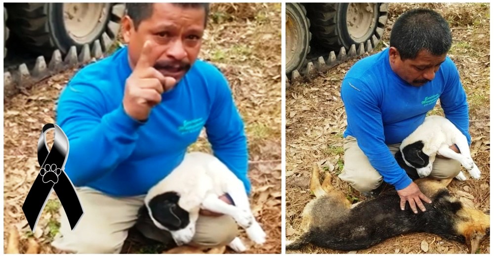 Un hombre manda un contundente mensaje después de que alguien envenenara a sus cachorros Un hombre manda un contundente mensaje después de que alguien envenenara a sus cachorros