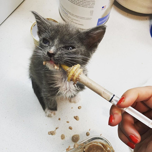 Familia de gatitos en peligro