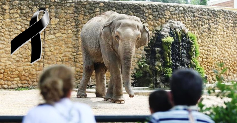El injusto final para la elefanta Flavia tras 43 años de la más deprimente soledad