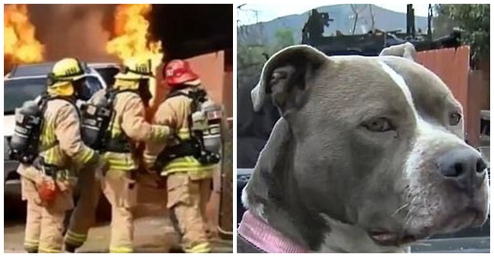 No hace caso a los bomberos y atraviesa las llamas para salvar a su perrita – No la encontraba