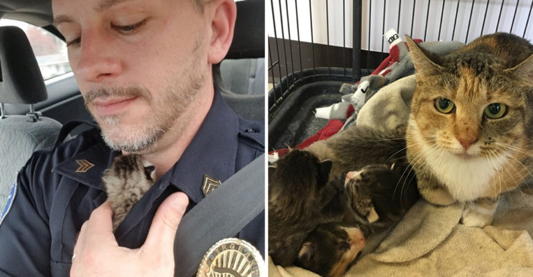 Gatito Perdido Carolina del Norte