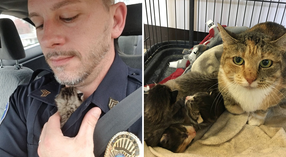 Un oficial logra rescatar a un gatito recién nacido tras 48 angustiantes horas lejos de su madre Un oficial logra rescatar a un gatito recién nacido tras 48 angustiantes horas lejos de su madre