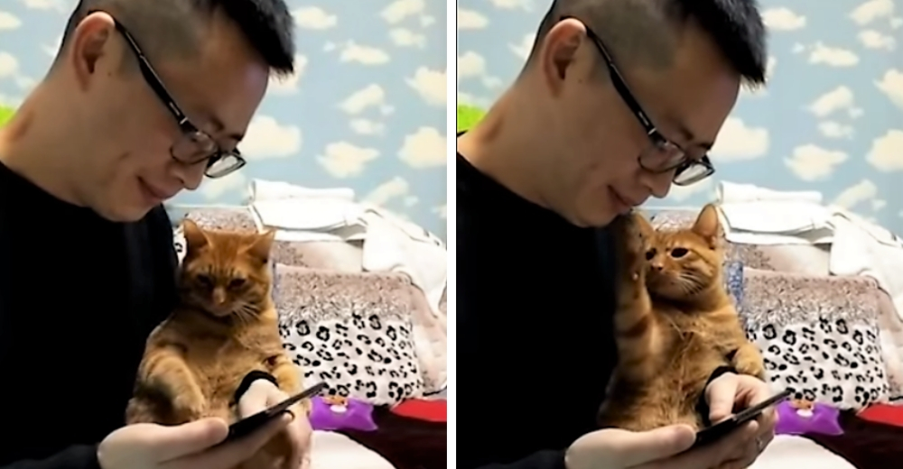 Un gatito hace de todo para llamar la atención de su humano ocupado en su teléfono Un gatito hace de todo para llamar la atención de su humano ocupado en su teléfono