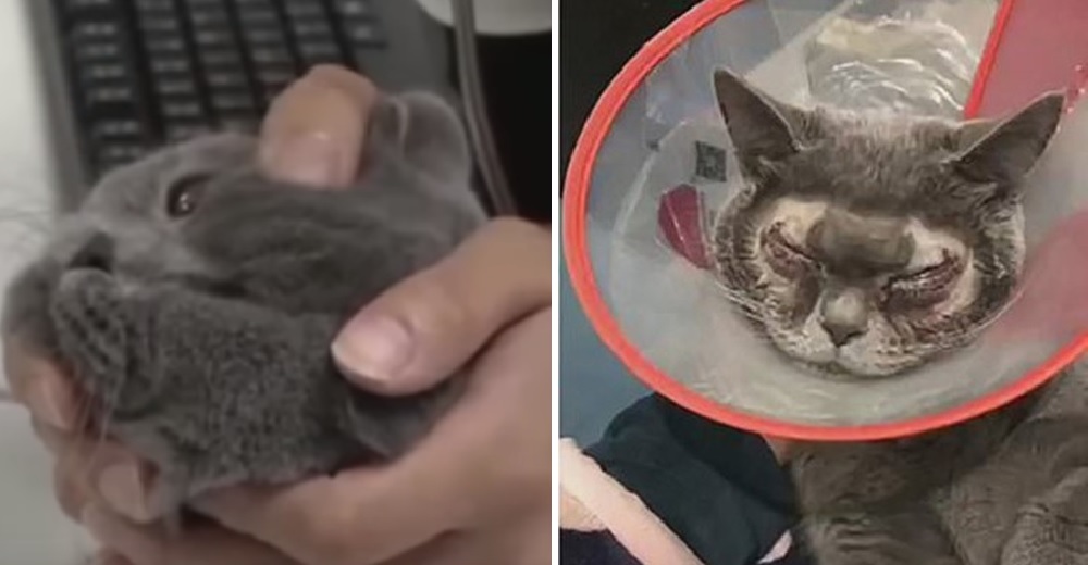 Gastó más de 1.500 dólares en una operación estética para su gato porque creía que era “muy feo”