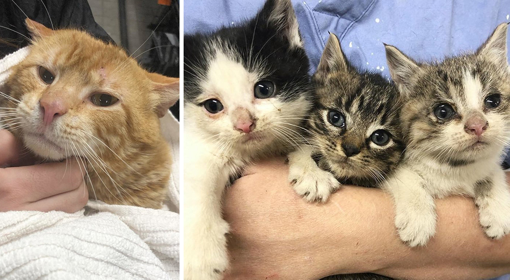 Sólo quería esconderse de todo y de todos hasta que 3 gatitos cambiaron su vida para siempre Sólo quería esconderse de todo y de todos hasta que 3 gatitos cambiaron su vida para siempre