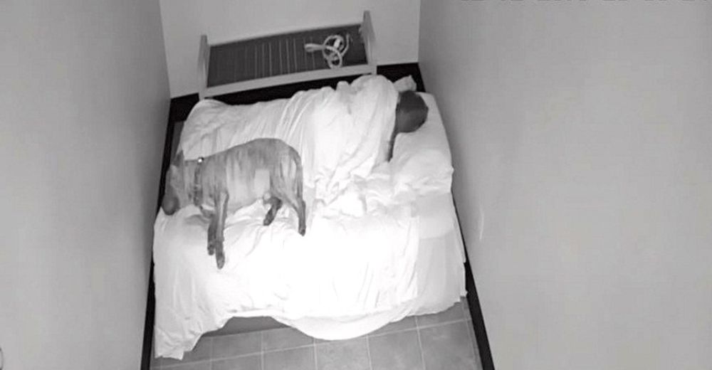 Esta increíble trabajadora se quedó a deshoras para reconfortar a un perrito asustado Esta increíble trabajadora se quedó a deshoras para reconfortar a un perrito asustado
