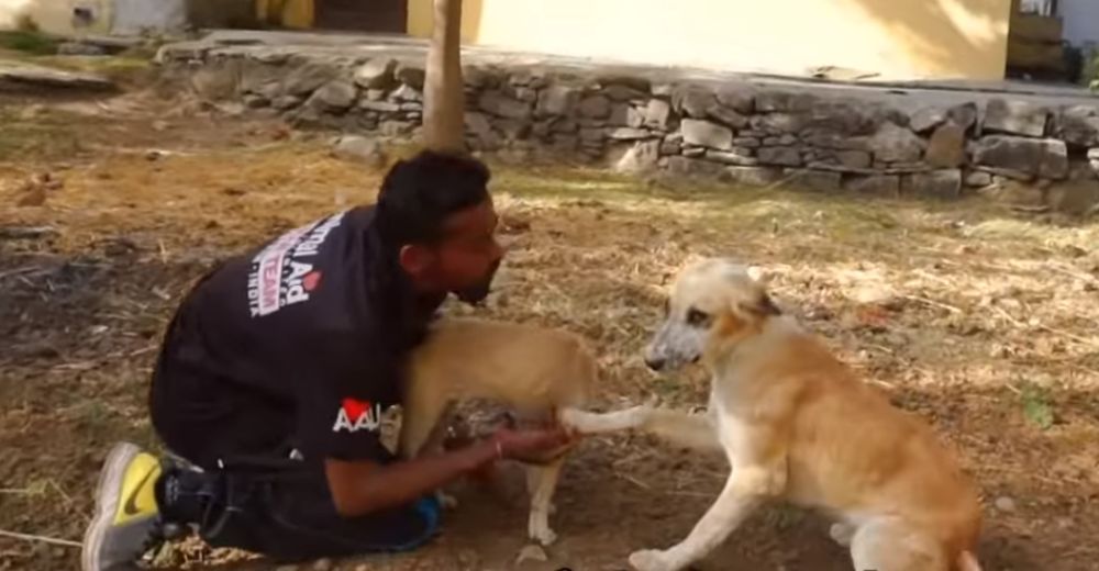 Esta madre les agradeció a los rescatistas por salvar a su cachorro que todos pensaban moriría Esta madre les agradeció a los rescatistas por salvar a su cachorro que todos pensaban moriría