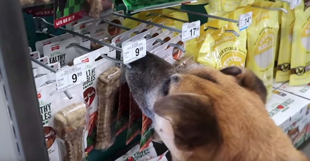 Lleva a un perro callejero de 3 patas a una tienda y le compra todo lo que toca con su naricita