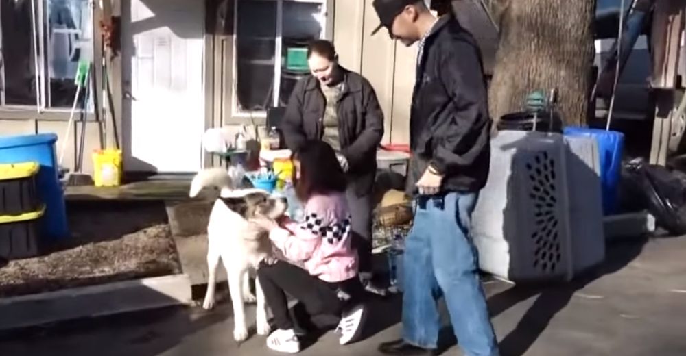 Un perrito perdido en un gran incendio forestal se reúne con su familia 101 días después Un perrito perdido en un gran incendio forestal se reúne con su familia 101 días después