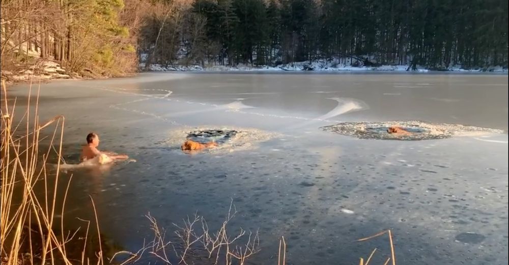 Se lanza al lago congelado para salvar a dos cachorros y su perrita no dudó en saltar con él Se lanza al lago congelado para salvar a dos cachorros y su perrita no dudó en saltar con él