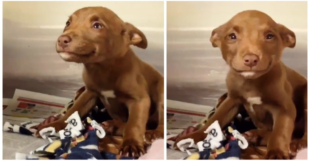 Layla, la bebé de 7 semanas que no puede dejar de sonreír tras ser rescatada de las calles Layla, la bebé de 7 semanas que no puede dejar de sonreír tras ser rescatada de las calles