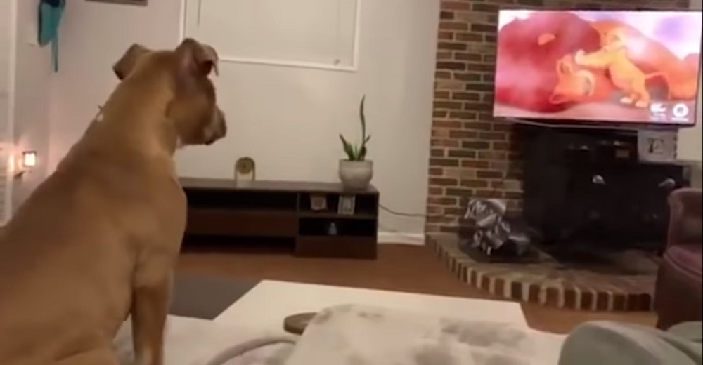 Una perrita mira la escena más triste de «El rey león» y su reacción hace llorar a millones Una perrita mira la escena más triste de «El rey león» y su reacción hace llorar a millones