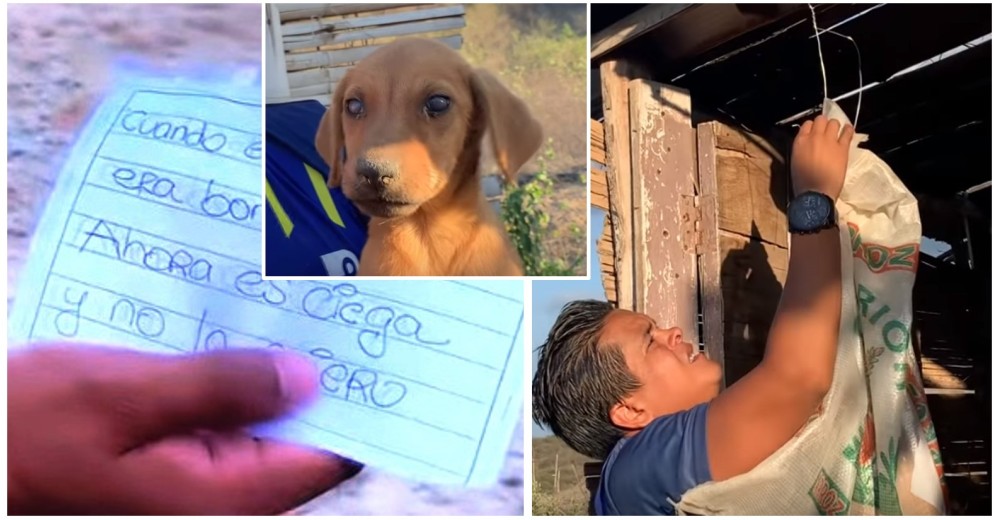 Un héroe encuentra un saco colgado con una perrita dentro y una lamentable nota Un héroe encuentra un saco colgado con una perrita dentro y una lamentable nota