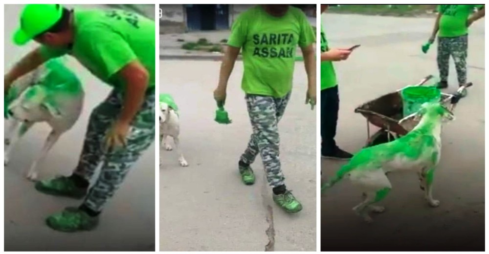Pintan de verde un perro para una campaña electoral y las redes piden justicia Pintan de verde un perro para una campaña electoral y las redes piden justicia