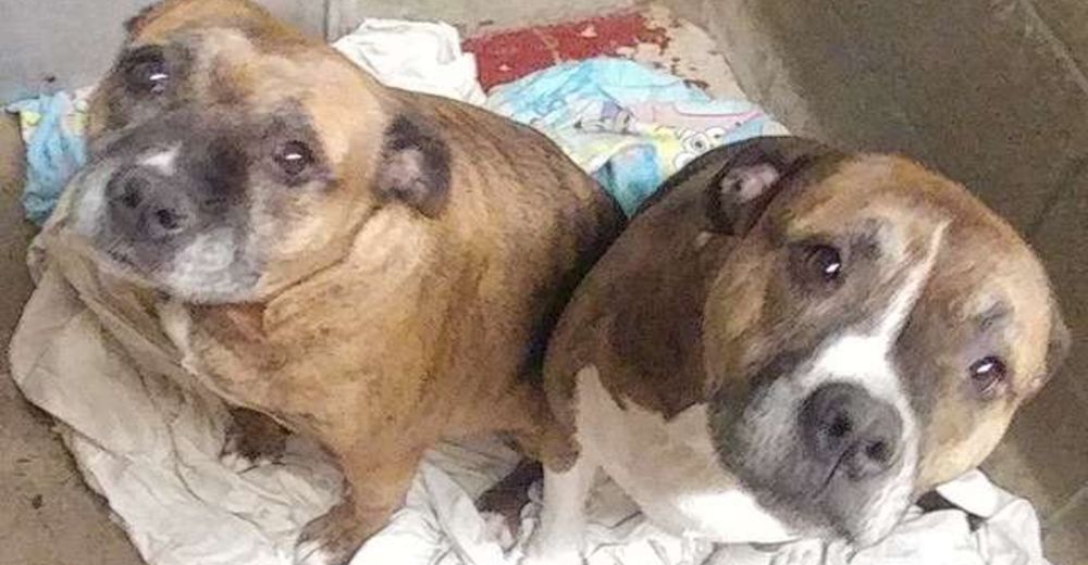 Esta mamá pitbull y su cachorro llevan dos años esperando por un hogar que los acoja a ambos Esta mamá pitbull y su cachorro llevan dos años esperando por un hogar que los acoja a ambos