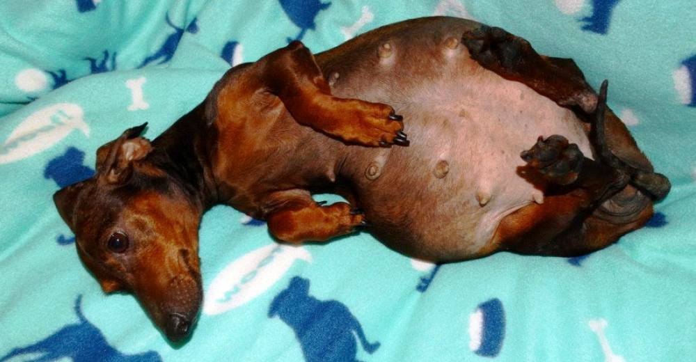 Rescatan a una perrita muy embarazada – La examinan de cerca y se les destroza el corazón Rescatan a una perrita muy embarazada – La examinan de cerca y se les destroza el corazón