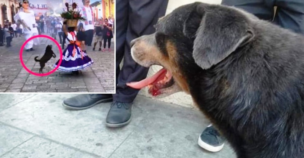 Denuncian que le pegaron a Mazapán, el famoso perrito que se unió a la diversión en un desfile Denuncian que le pegaron a Mazapán, el famoso perrito que se unió a la diversión en un desfile