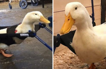 Merlin pato silla de ruedas