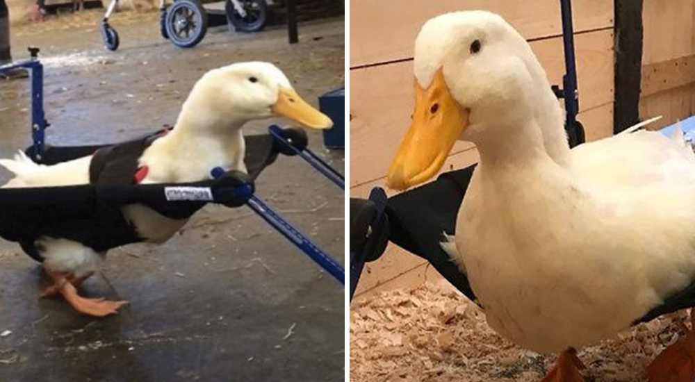 Merlin pato silla de ruedas