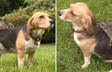 Molly Beagle
