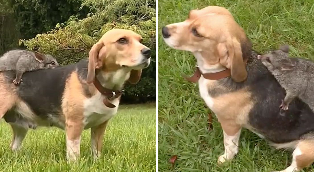 Molly Beagle