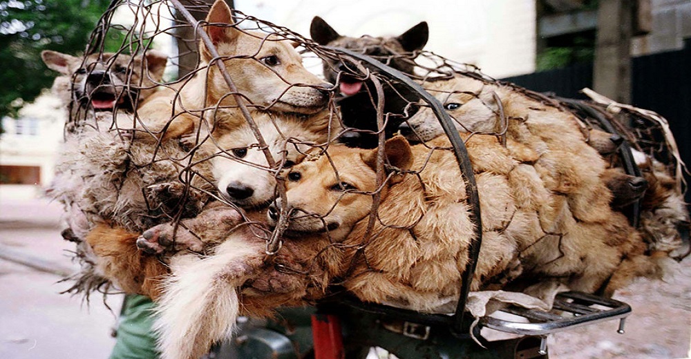 Heroica mujer en China paga por salvar a 100 perros a punto de morir en el festival de la carne