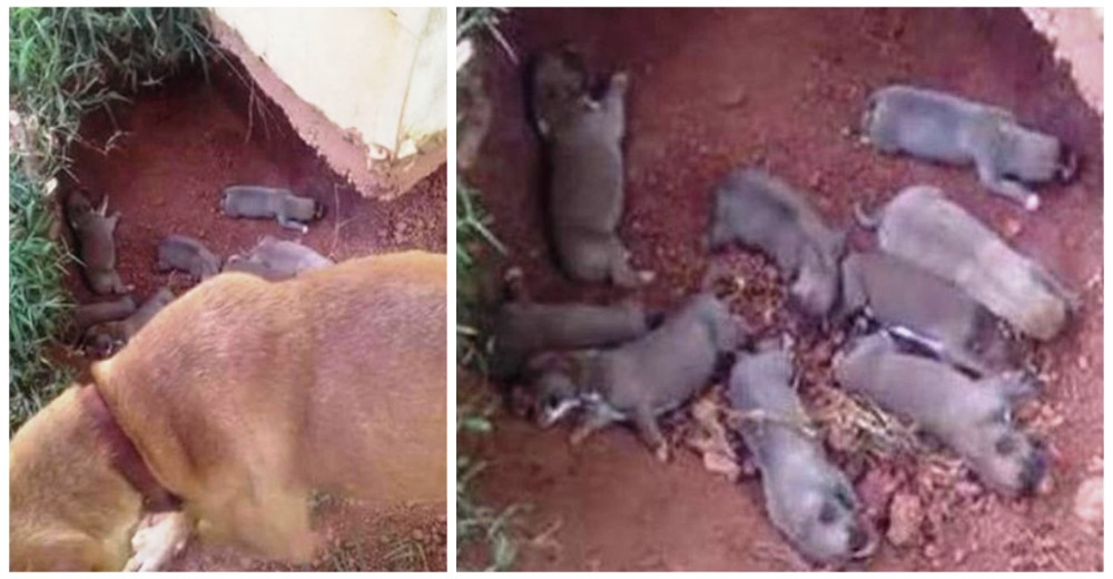 Esconde a sus 9 cachorritos en una zanja para protegerlos de su dueño Esconde a sus 9 cachorritos en una zanja para protegerlos de su dueño
