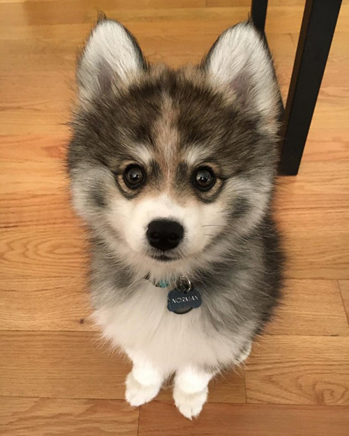 Norman el Pomsky