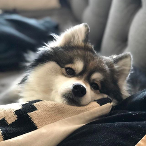 Norman el Pomsky