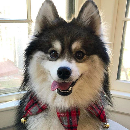 Norman el Pomsky