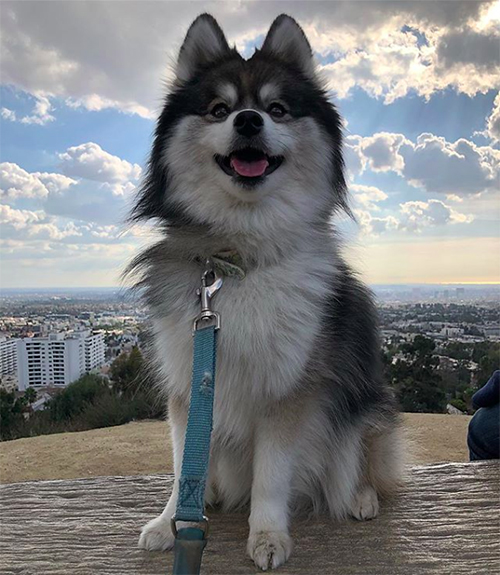 Norman el Pomsky