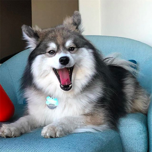 Norman el Pomsky