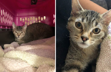 Olivia gatita asustada