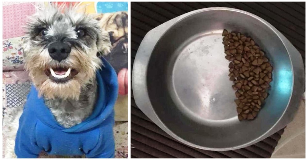 Lo rescataron pero su pasado fue tan triste que tiene pánico a quedarse sin comida otra vez Lo rescataron pero su pasado fue tan triste que tiene pánico a quedarse sin comida otra vez