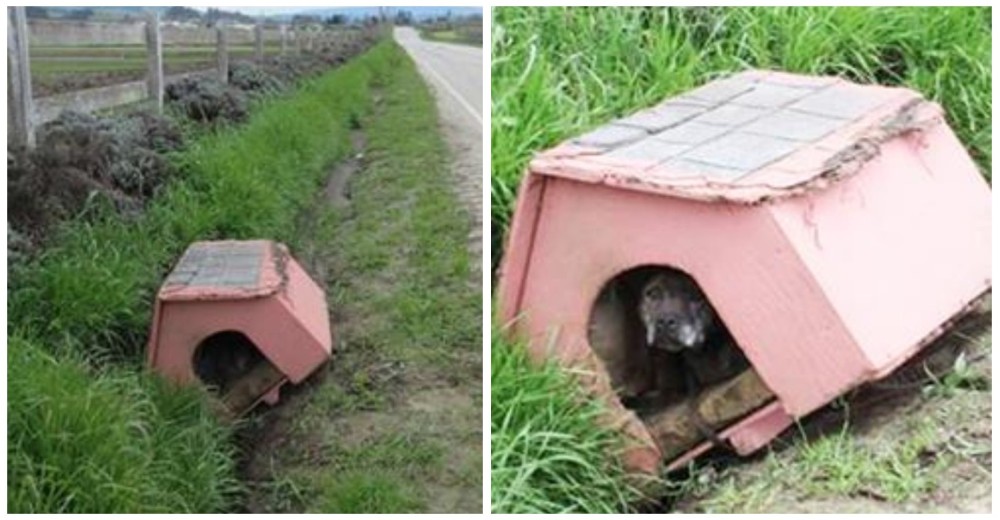 Era imposible pasar por alto la caseta en medio camino, una nerviosa perrita esperaba por ayuda Era imposible pasar por alto la caseta en medio camino, una nerviosa perrita esperaba por ayuda