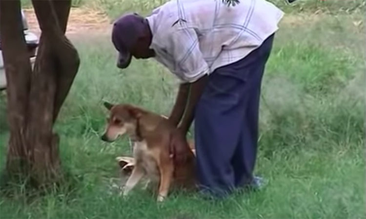 Perra salva bebe en Kenia