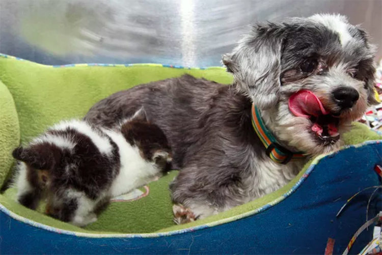 Perrita Shih Tzu adopta gatito