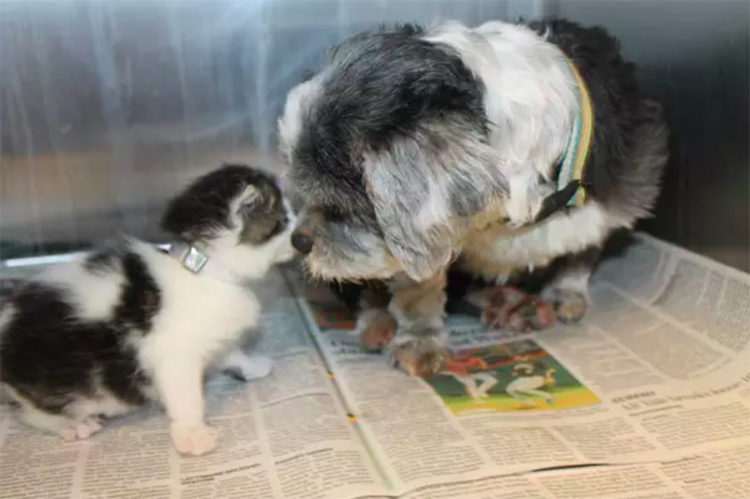 Perrita Shih Tzu adopta gatito