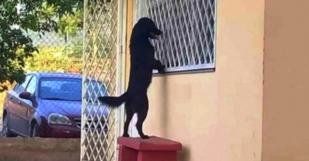 Fiel perrito caminó kilómetros hasta la escuela de su dueño para verlo estudiar desde la ventana