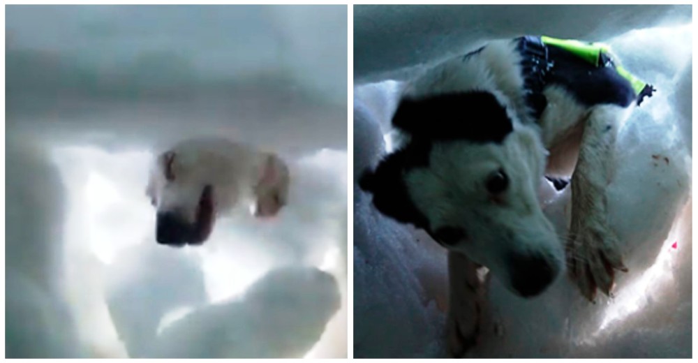 Un perro de rescate lo salvó tras quedar enterrado en la nieve y lo grabó todo Un perro de rescate lo salvó tras quedar enterrado en la nieve y lo grabó todo