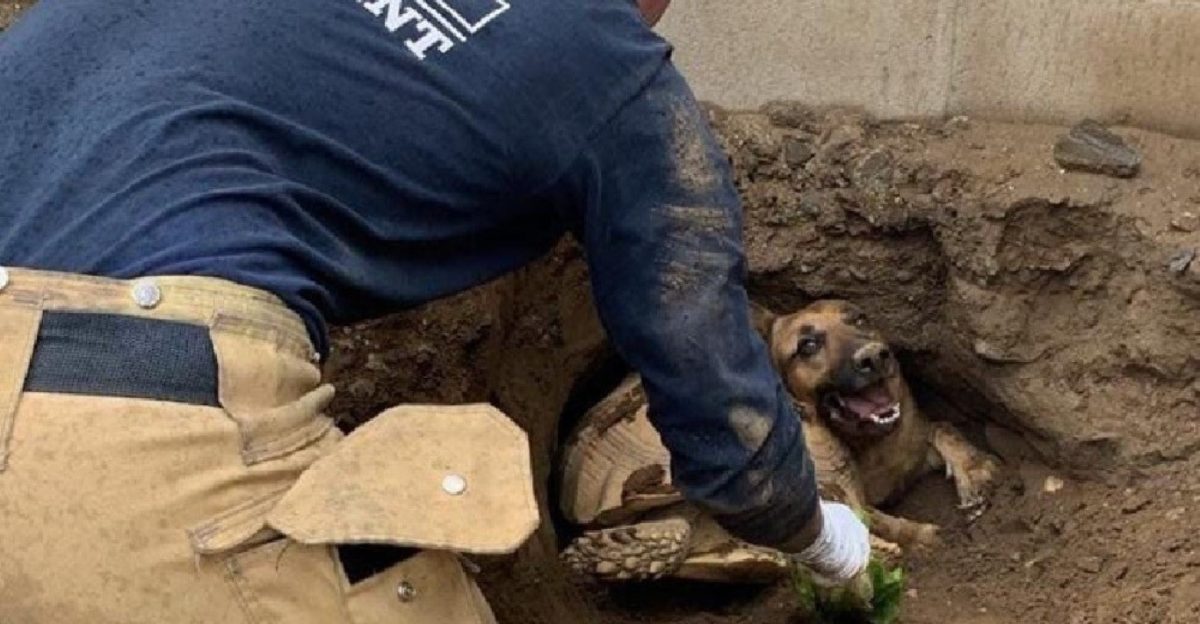 Los bomberos corren para salvar a una perrita, su manta y su amiga tortuga atoradas en un túnel Los bomberos corren para salvar a una perrita, su manta y su amiga tortuga atoradas en un túnel