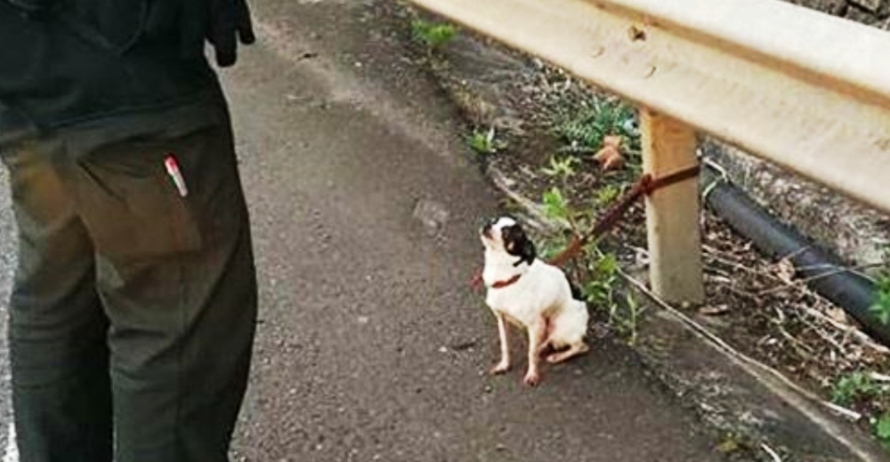 Un ciudadano avisa de la presencia de un perrito atado en una estrecha carretera Un ciudadano avisa de la presencia de un perrito atado en una estrecha carretera