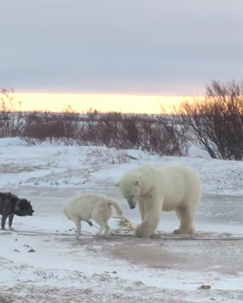 Perro y Oso Polar