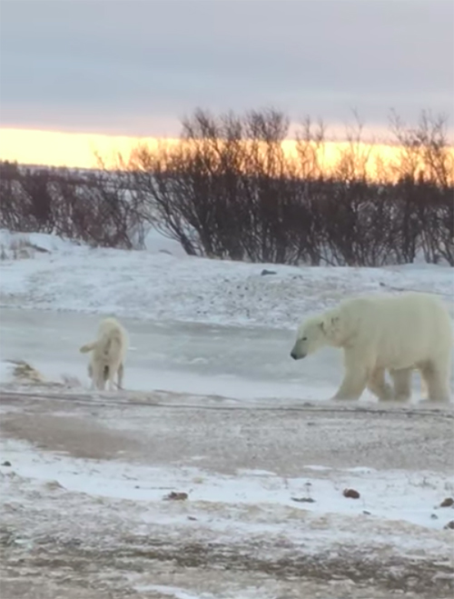 Perro y Oso Polar