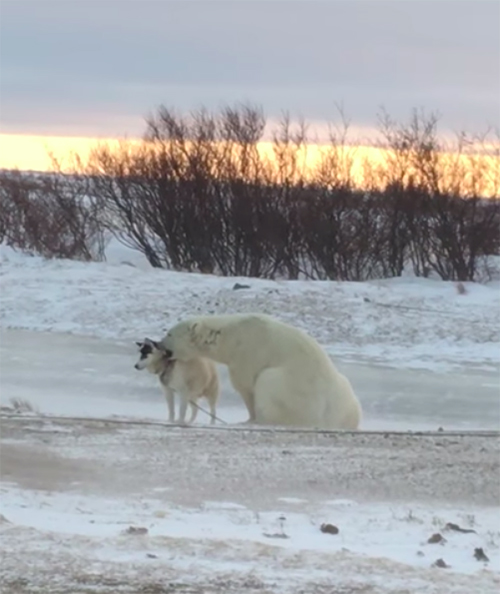 Perro y Oso Polar