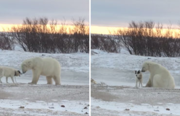 Perro y Oso Polar