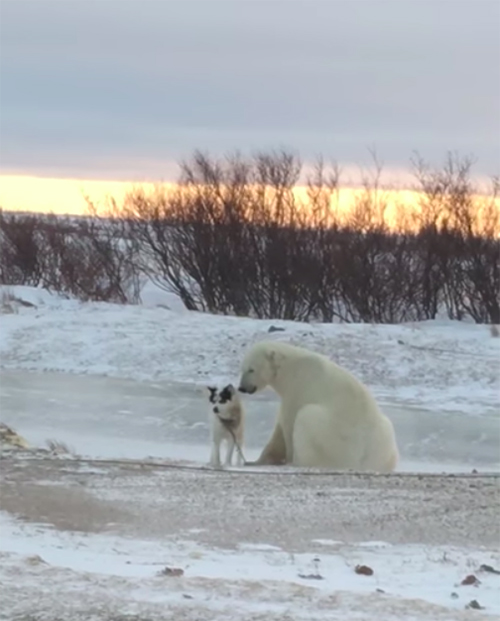 Perro y Oso Polar
