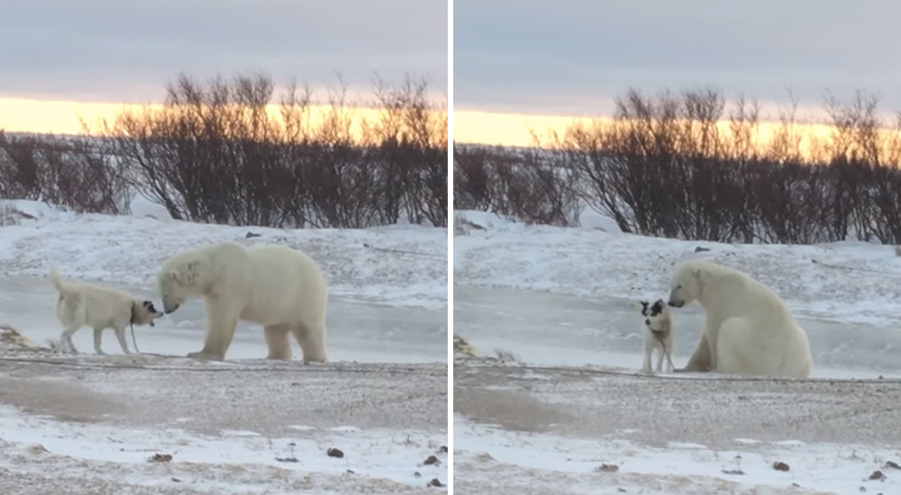 Perro y Oso Polar
